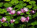 Water lilies.jpg